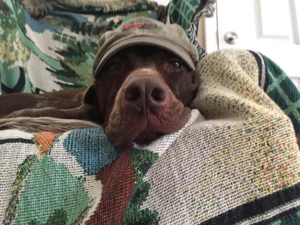 /Images/uploads/Southeast German Shorthaired Pointer Rescue/segspcalendarcontest2018/entries/8899thumb.jpg